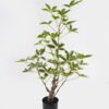 Artificial Tree 48*48*80cm Evergreen Tree in PP pot GS-70224009 2025Mar YeahFlower is one of Chinese leading OEM manufacturers and exporters , supplying the silk flowers, wholesale artificial trees