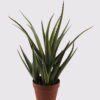 Artificial succulent 52*52*55cm Aloe*5 in pp pot/35lvs GS-59522003R 2025Mar YeahFlower is one of Chinese leading OEM manufacturers and exporters , supplying the silk flowers, wholesale artificial trees