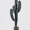 Artificial succulent 37*30*98cm  Cactus in PP pot GS-51424005 2025Mar YeahFlower is one of Chinese leading OEM manufacturers and exporters , supplying the silk flowers, wholesale artificial trees