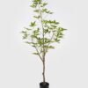 Artificial Tree 45*45*115cm Evergreen Tree in PP pot/280 lvs GS-70224005-G3 2025Mar 3,000+ sqm showroom with thousands of artificial flowers, plants & trees ready for global sourcing.