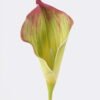 Artificial Flower Calla Lily single stem GS-64925003_2 Artificial Flower 11*11*78cm Calla Lily single stem GS-64925003 2025May YeahFlower is one of Chinese leading OEM manufacturers and exporters , supplying the silk flowers, wholesale artificial trees