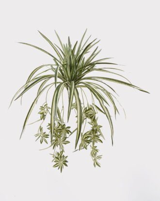 Artificial Flower 50*50*60cm Chlorophytum comosum  bush GS-23125001 2025May YeahFlower is one of Chinese leading OEM manufacturers and exporters , supplying the silk flowers, wholesale artificial trees