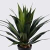 Artificial Plant Agave in PP pot 37 lvs GS-41925008_7 Artificial Plant 60*60*85cm Agave in PP pot/37 lvs GS-41925008 2025May YeahFlower is one of Chinese leading OEM manufacturers and exporters , supplying the silk flowers, wholesale artificial trees