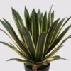 Artificial Plant Agave in PP pot 37 lvs GS-41925013_6 Artificial Plant 30*30*33cm Agave in PP pot/37 lvs GS-41925013 2025May YeahFlower is one of Chinese leading OEM manufacturers and exporters , supplying the silk flowers, wholesale artificial trees