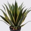 Artificial Plant Agave in PP pot 37 lvs GS-41925015_4 Artificial Plant 45*45*55cm Agave in PP pot/37 lvs GS-41925015 2025May YeahFlower is one of Chinese leading OEM manufacturers and exporters , supplying the silk flowers, wholesale artificial trees