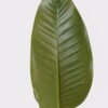 Artificial Plant 23*23*111cm Banana Leaf single stem GS-72725028 2025Jun YeahFlower is one of Chinese leading OEM manufacturers and exporters , supplying the silk flowers, wholesale artificial trees