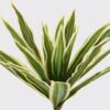Artificial Plant 29*29*53cm Brasiletto bush/20 lvs GS-72725015-G3 2025Jun 3,000+ sqm showroom with thousands of artificial flowers, plants & trees ready for global sourcing.