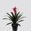 Artificial Plant 55*55*70cm Flower in PP pot/26 lvs GS-41925019 2025May YeahFlower is one of Chinese leading OEM manufacturers and exporters , supplying the silk flowers, wholesale artificial trees