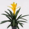 Artificial Plant 45*45*55cm Flower in PP pot/26 lvs GS-41925030 2025May YeahFlower is one of Chinese leading OEM manufacturers and exporters , supplying the silk flowers, wholesale artificial trees