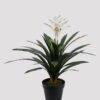 Artificial Plant 70*70*83cm Flower in PP pot/32 lvs GS-41925026 2025May YeahFlower is one of Chinese leading OEM manufacturers and exporters , supplying the silk flowers, wholesale artificial trees