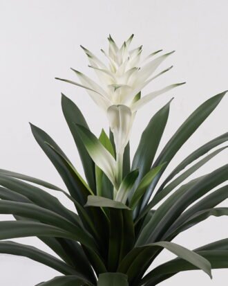 Artificial Plant 70*70*83cm Flower in PP pot/32 lvs GS-41925026 2025May YeahFlower is one of Chinese leading OEM manufacturers and exporters , supplying the silk flowers, wholesale artificial trees