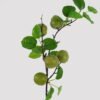 Artificial Plant Green plum single stem GS-51625028_2 Artificial Plant 16*16*65cm Green plum single stem GS-51625028 2025May YeahFlower is one of Chinese leading OEM manufacturers and exporters , supplying the silk flowers, wholesale artificial trees