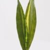 Artificial Plant 10*10*65cm Leaf *2 bundle GS-78825017 2025Jun YeahFlower is one of Chinese leading OEM manufacturers and exporters , supplying the silk flowers, wholesale artificial trees