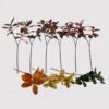 Artificial Plant 30*30*115cm Leaf *2 single stem/17 lvs GS-72725023 2025Jun 3,000+ sqm showroom with thousands of artificial flowers, plants & trees ready for global sourcing.