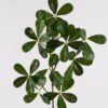 Artificial Plant Pittosporum tobira single stem GS-51625014_1 Artificial Plant 25*25*74cm Pittosporum tobira single stem GS-51625014 2025May YeahFlower is one of Chinese leading OEM manufacturers and exporters , supplying the silk flowers, wholesale artificial trees