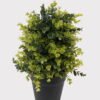 Artificial Plant 21*21*52cm Tree in PP pot GS-51724037 2025May YeahFlower is one of Chinese leading OEM manufacturers and exporters , supplying the silk flowers, wholesale artificial trees