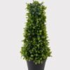 Artificial Plant 20*20*50cm Tree in PP pot GS-51724038 2025May YeahFlower is one of Chinese leading OEM manufacturers and exporters , supplying the silk flowers, wholesale artificial trees