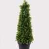 Artificial Plant 23*23*65cm Tree in PP pot GS-51724042 2025May YeahFlower is one of Chinese leading OEM manufacturers and exporters , supplying the silk flowers, wholesale artificial trees