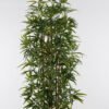 Artificial Tree 60*60*180cm Bamboo *6 in PP pot/1728 lvs GS-69425003 2025Jun YeahFlower is one of Chinese leading OEM manufacturers and exporters , supplying the silk flowers, wholesale artificial trees
