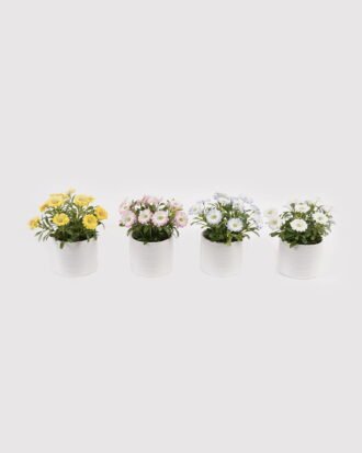 Artificial Flower 12*12*14cm Chrysanthemum indicum in  ceramic pot GS-06925024 2025JUL YeahFlower is one of Chinese leading OEM manufacturers and exporters , supplying the silk flowers, wholesale artificial trees