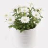 Artificial Flower 12*12*14cm Chrysanthemum indicum in  ceramic pot GS-06925024 2025JUL YeahFlower is one of Chinese leading OEM manufacturers and exporters , supplying the silk flowers, wholesale artificial trees