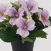 Artificial Flower Clematis in PP pot GS-03325018-Z1_5 Artificial Flower 20*20*21cm Clematis in PP pot GS-03325018-Z1 2025JUL YeahFlower is one of Chinese leading OEM manufacturers and exporters , supplying the silk flowers, wholesale artificial trees