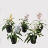 Artificial Flower 20*20*24cm Dendrobium in PP pot GS-03325010 2025JUL YeahFlower is one of Chinese leading OEM manufacturers and exporters , supplying the silk flowers, wholesale artificial trees