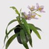 Artificial Flower 20*20*24cm Dendrobium in PP pot GS-03325010 2025JUL YeahFlower is one of Chinese leading OEM manufacturers and exporters , supplying the silk flowers, wholesale artificial trees