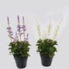 Artificial Flower 20*20*48cm Lavender in PP pot GS-46725009 2025AUG YeahFlower is one of Chinese leading OEM manufacturers and exporters , supplying the silk flowers, wholesale artificial trees