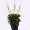 Artificial Flower 20*20*48cm Lavender in PP pot GS-46725009 2025AUG YeahFlower is one of Chinese leading OEM manufacturers and exporters , supplying the silk flowers, wholesale artificial trees