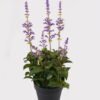 Artificial Flower 20*20*48cm Lavender in PP pot GS-46725009 2025AUG YeahFlower is one of Chinese leading OEM manufacturers and exporters , supplying the silk flowers, wholesale artificial trees