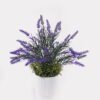 Artificial Flower 28*28*32cm Lavender in  PP pot GS-79925010 2025SEP YeahFlower is one of Chinese leading OEM manufacturers and exporters , supplying the silk flowers, wholesale artificial trees