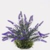 Artificial Flower 28*28*32cm Lavender in  PP pot GS-79925010 2025SEP YeahFlower is one of Chinese leading OEM manufacturers and exporters , supplying the silk flowers, wholesale artificial trees