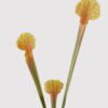 Artificial Flower 9*9*47cm Leaf  bush/3 lvs GS-72725005 2025SEP YeahFlower is one of Chinese leading OEM manufacturers and exporters , supplying the silk flowers, wholesale artificial trees