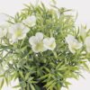 Artificial Flower 22*22*25cm Lobelia in PP pot GS-03325007-W1 2025JUL YeahFlower is one of Chinese leading OEM manufacturers and exporters , supplying the silk flowers, wholesale artificial trees