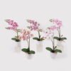 Artificial Flower 30*11*40cm Orchid in PP pot GS-03325040 2025JUL YeahFlower is one of Chinese leading OEM manufacturers and exporters , supplying the silk flowers, wholesale artificial trees