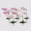 Artificial Flower 36*17*65cm Orchid in PP pot GS-03325041 2025JUL YeahFlower is one of Chinese leading OEM manufacturers and exporters , supplying the silk flowers, wholesale artificial trees
