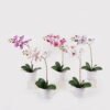 Artificial Flower 30*13*46cm Orchid in PP pot GS-03325042 2025JUL YeahFlower is one of Chinese leading OEM manufacturers and exporters , supplying the silk flowers, wholesale artificial trees