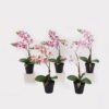 Artificial Flower 30*11*40cm Orchid in PP pot GS-03325045 2025JUL YeahFlower is one of Chinese leading OEM manufacturers and exporters , supplying the silk flowers, wholesale artificial trees