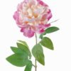 Artificial Flower Peony single stem GS-53925002-P1_4 Artificial Flower 15*15*63cm Peony single stem GS-53925002-P1 2025JUL YeahFlower is one of Chinese leading OEM manufacturers and exporters , supplying the silk flowers, wholesale artificial trees
