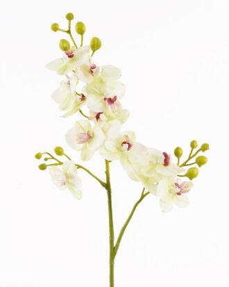Artificial Flower 16*16*73cm Phalaenopsis aphrodite *3 single stem GS-79825005 2025SEP YeahFlower is one of Chinese leading OEM manufacturers and exporters , supplying the silk flowers, wholesale artificial trees Artificial Flower 16*16*73cm Phalaenopsis aphrodite *3 single stem GS-79825005 2025SEP YeahFlower is one of Chinese leading OEM manufacturers and exporters , supplying the silk flowers, wholesale artificial trees