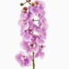 Artificial Flower 9*9*57cm Phalaenopsis aphrodite single stem GS-79825006-Z1 2025SEP YeahFlower is one of Chinese leading OEM manufacturers and exporters , supplying the silk flowers, wholesale artificial trees