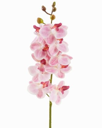 Artificial Flower 9*9*57cm Phalaenopsis aphrodite single stem GS-79825006 2025SEP YeahFlower is one of Chinese leading OEM manufacturers and exporters , supplying the silk flowers, wholesale artificial trees Artificial Flower 9*9*57cm Phalaenopsis aphrodite single stem GS-79825006 2025SEP YeahFlower is one of Chinese leading OEM manufacturers and exporters , supplying the silk flowers, wholesale artificial trees