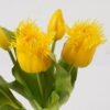 Artificial Flower 21*21*30cm Tulip *5 bundle GS-31325002-Y1 2025AUG YeahFlower is one of Chinese leading OEM manufacturers and exporters , supplying the silk flowers, wholesale artificial trees