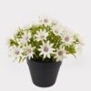 Artificial Flower 15*15*17cm Wild Daisy in PP pot GS-03325004 2025JUL YeahFlower is one of Chinese leading OEM manufacturers and exporters , supplying the silk flowers, wholesale artificial trees