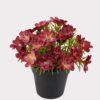 Artificial Flower 17*17*18cm Wild flower in PP pot GS-03325005-R2 2025JUL YeahFlower is one of Chinese leading OEM manufacturers and exporters , supplying the silk flowers, wholesale artificial trees