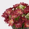 Artificial Flower 17*17*18cm Wild flower in PP pot GS-03325005-R2 2025JUL YeahFlower is one of Chinese leading OEM manufacturers and exporters , supplying the silk flowers, wholesale artificial trees