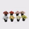 Artificial Flower 17*17*18cm Wild flower in PP pot GS-03325005 2025JUL YeahFlower is one of Chinese leading OEM manufacturers and exporters , supplying the silk flowers, wholesale artificial trees