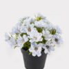 Artificial Flower 17*17*18cm Wild flower in PP pot GS-03325005 2025JUL YeahFlower is one of Chinese leading OEM manufacturers and exporters , supplying the silk flowers, wholesale artificial trees