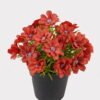 Artificial Flower 17*17*18cm Wild flower in PP pot GS-03325005 2025JUL YeahFlower is one of Chinese leading OEM manufacturers and exporters , supplying the silk flowers, wholesale artificial trees